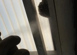 ハチの巣の駆除