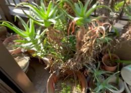 東京都葛飾区｜実家の不用品処分②大量のスプレー缶、液体物、洗剤、食品、そして植物･･･ by便利屋ハッピー