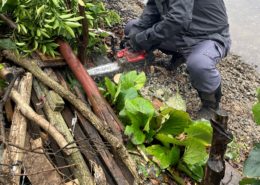 埼玉県川口市｜庭の整理②庭木伐採・抜根と室内外の不用品処分 by便利屋ハッピー