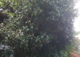 埼玉県川口市|伸びすぎた庭木の剪定・伐採と増えすぎた植木鉢処分 by便利屋ハッピー