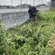 埼玉県内｜越境した枝草の除草 by便利屋ハッピー
