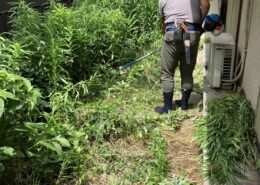 埼玉県川口市｜庭草狩りと除草剤散布 by便利屋ハッピー