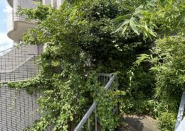 東京都板橋区｜スズメバチ駆除と庭木伐採 by便利屋ハッピー