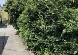 千葉県内｜道路や隣家に越境した庭木伐採と剪定 by便利屋ハッピー