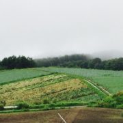 群馬県嬬恋村｜一面のきゃべつ畑は圧巻です by便利屋ハッピー
